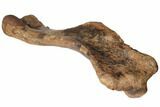Fossil Hadrosaur (Edmontosaurus) Right Humerus - South Dakota #192629-7